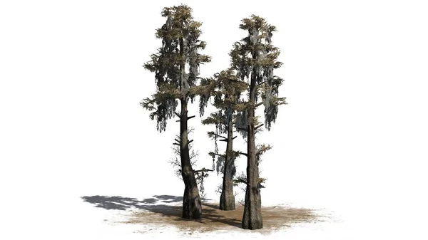 Kale Cypress Tree Cluster Herfst Een Zand Gebied Geïsoleerd Witte — Stockfoto