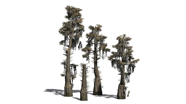 Diversi Cipressi Calvi Autunno Con Ombra Sul Pavimento Isolato Sfondo — Foto Stock