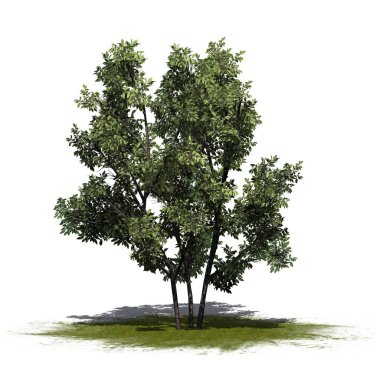 Beyaz arka plan üzerinde izole bir yeşil alan - ortak Hazel bush