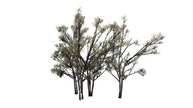 kedicikler - beyaz arka plan üzerinde izole ile çeşitli ortak Hazel burçları