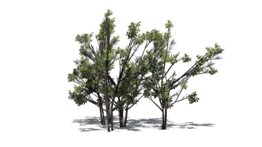 katta - beyaz arka plan üzerinde izole gölge ile çeşitli ortak Hazel burçları