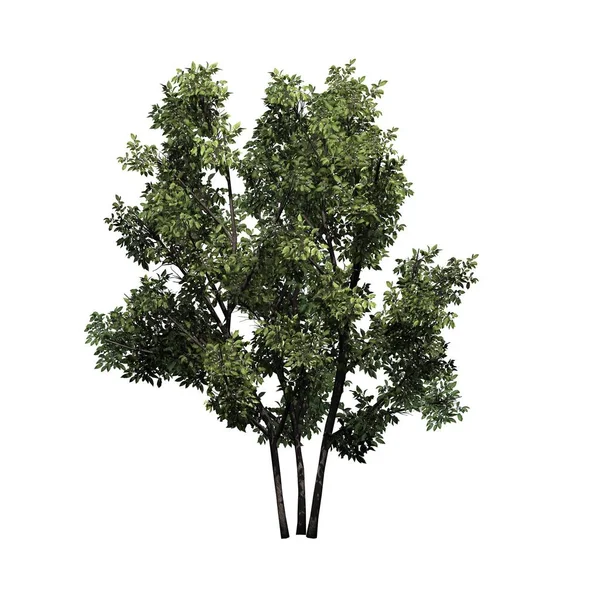Ortak Hazel bush - beyaz arka plan üzerinde izole