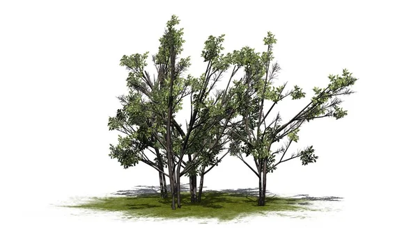 Vários Arbustos Hazel Comuns Uma Área Verde Isolado Fundo Branco — Fotografia de Stock