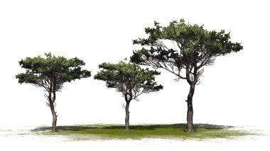 several different Italian Stone Pine trees on a green area - isolated on white background clipart