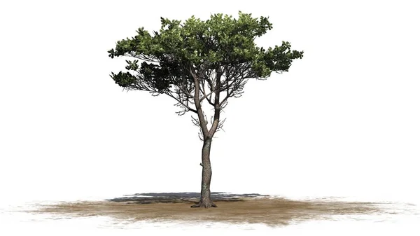 意大利石头松树在沙子区域 被隔绝在白色背景 — 图库照片