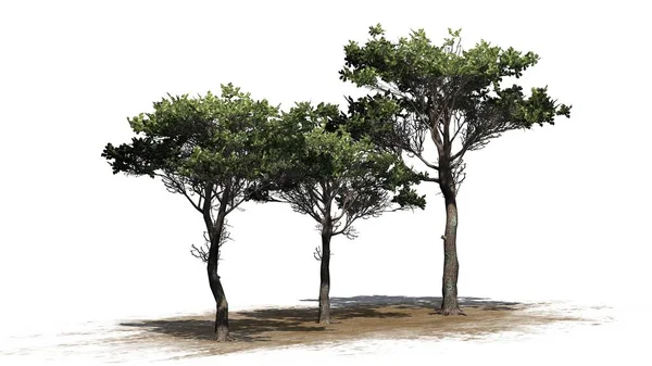 意大利石头松树集群在沙子区域 被隔绝在白色背景 — 图库照片