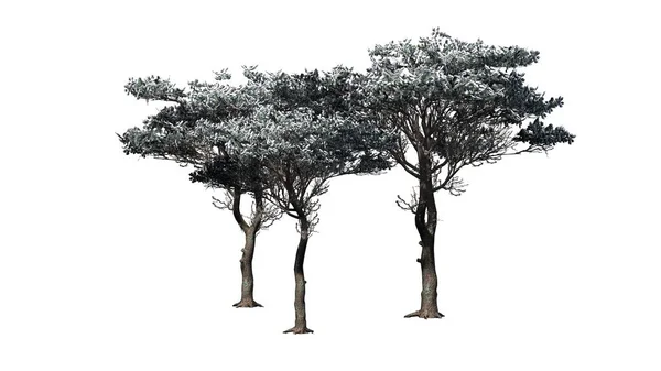意大利石头松树集群在冬天 被隔绝在白色背景 — 图库照片