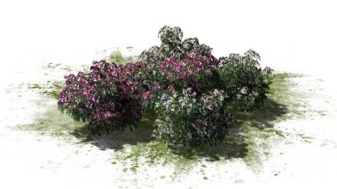 Açelya çiçek küme üzerinde beyaz arka plan üzerinde izole bir yeşil alan - pembe çiçekleri ile