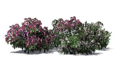 Açelya çiçek pembe çiçekleri ve gölge ile katta - beyaz arka plan üzerinde izole küme