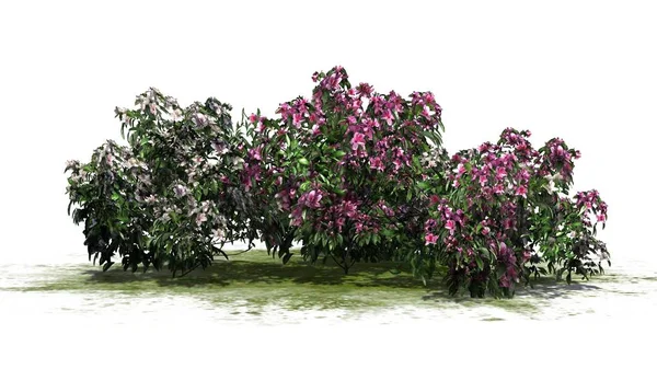 Несколько Различных Azalea Розовые Цветы Зеленой Зоне Изолированы Белом Фоне — стоковое фото