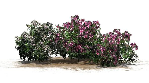 Várias Flores Rosa Azalea Diferentes Uma Área Areia Isolado Fundo — Fotografia de Stock