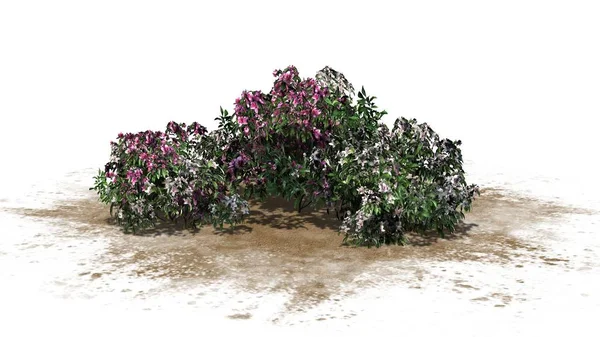 Кілька Різних Рожевих Квітів Азалії Піщаній Ділянці Ізольовані Білому Тлі — стокове фото