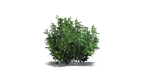 Azalea Grön Med Skugga Golvet Isolerad Vit Bakgrund — Stockfoto