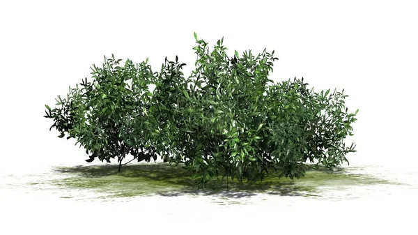 Azaleen Grüne Trauben Auf Einer Grünen Fläche Isoliert Auf Weißem — Stockfoto