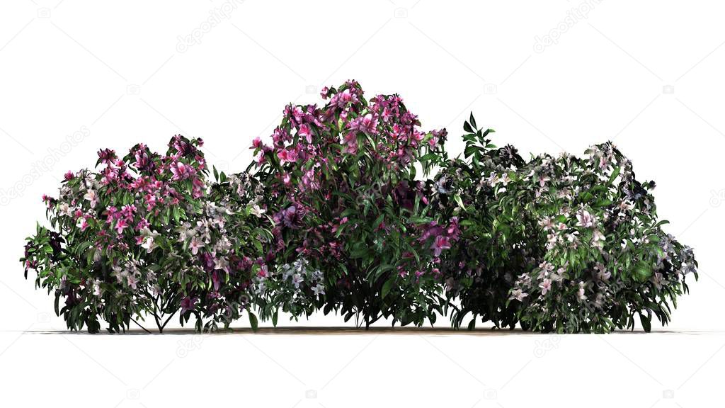 several different Azalea pink flowers on sand floor - isolated on white background