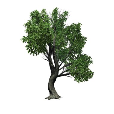 bir tek Katsura ağaç - beyaz arka plan üzerinde izole