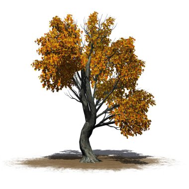 Tek Katsura bir ağaç, bir kum alanında - beyaz arka plan üzerinde izole Güz
