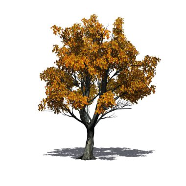 Katta - beyaz arka plan üzerinde izole gölge ile sonbahar ağacında Katsura