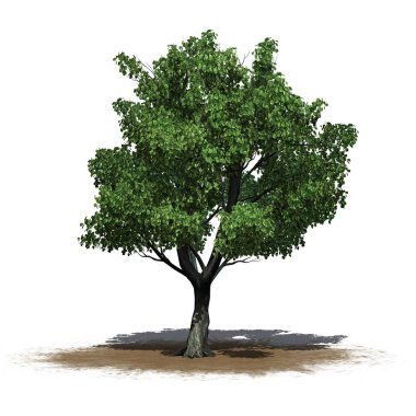 Katsura ağaç beyaz arka plan üzerinde izole bir kum alanında-