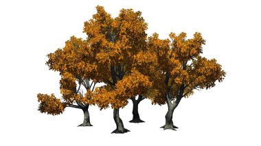 birkaç çeşitli Katsura ağaçlarda sonbahar - beyaz arka plan üzerinde izole