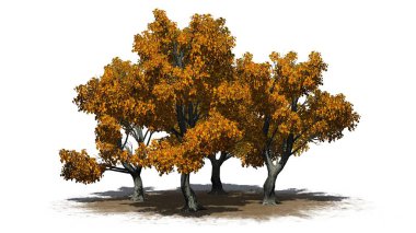 birkaç çeşitli Katsura ağaçlarda sonbahar beyaz arka plan üzerinde izole bir kum alanında-