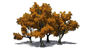 katta - beyaz arka plan üzerinde izole gölge ile sonbahar birkaç çeşitli Katsura ağaçlarda