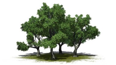 Beyaz arka plan üzerinde izole bir yeşil alan - birkaç çeşitli Katsura ağaçta