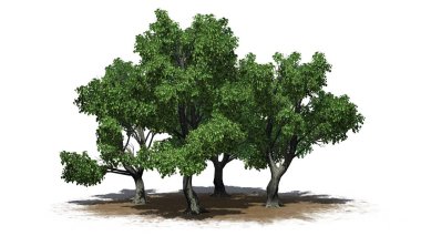 Beyaz arka plan üzerinde izole bir kum alanı - birkaç çeşitli Katsura ağaçta