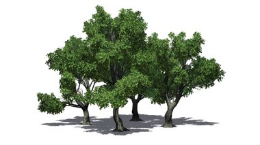 birkaç çeşitli Katsura ağaçlar yerdeki beyaz arka plan üzerinde izole - gölgeli