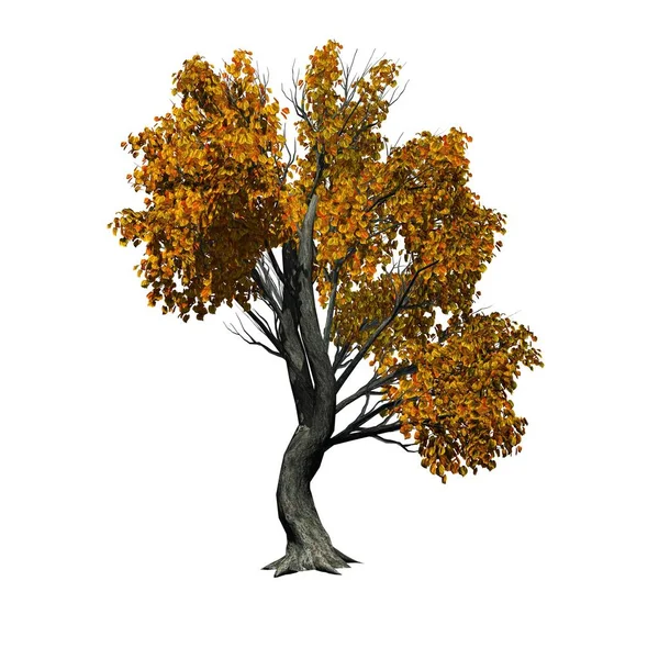 Jeden Strom Katsura Podzimní Izolované Bílém Pozadí — Stock fotografie