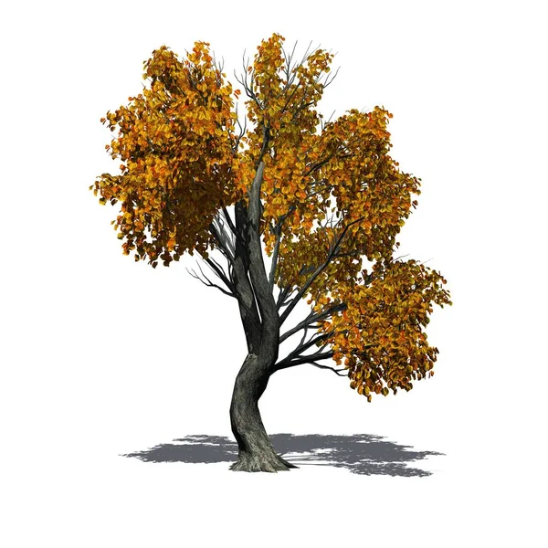 Єдине Дерево Кацура Восени Тінь Підлозі Ізольовані Білому Тлі — стокове фото