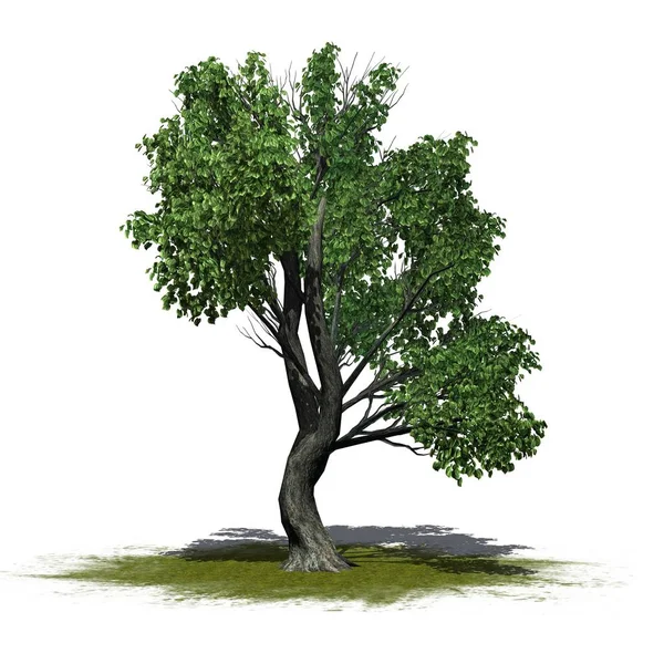 Ένα Ενιαίο Δέντρο Katsura Μια Καταπράσινη Έκταση Απομονώνονται Λευκό Φόντο — Φωτογραφία Αρχείου