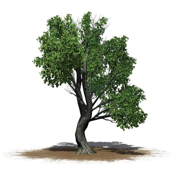 Jedno Drzewo Katsura Powierzchni Piasku Białym Tle — Zdjęcie stockowe