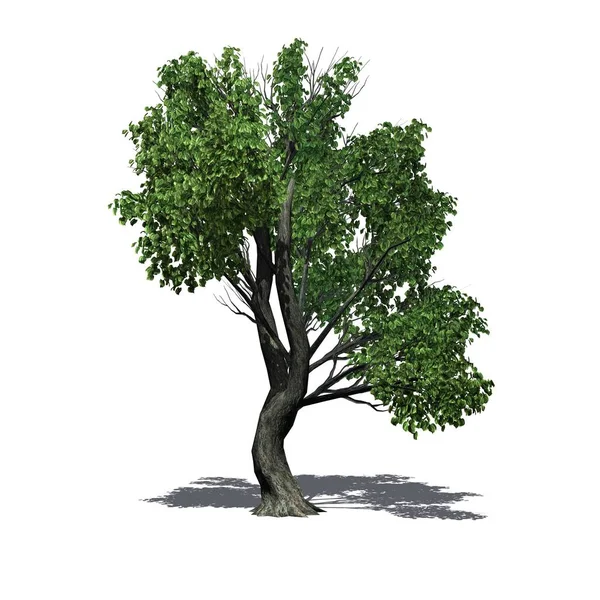 Ett Enda Katsura Träd Med Skugga Golvet Isolerad Vit Bakgrund — Stockfoto