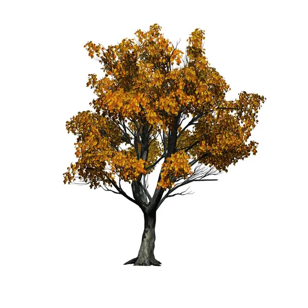 卡苏拉树在秋天 被隔绝在白色背景 — 图库照片