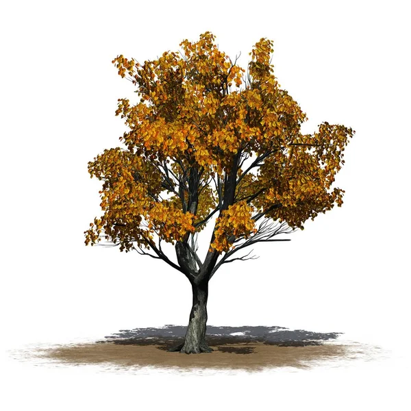 Katsura 树在秋天在沙子区域 被隔绝在白色背景 — 图库照片