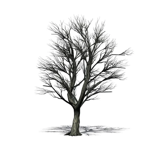 Katsura Strom Zimě Stín Podlaze Izolované Bílém Pozadí — Stock fotografie