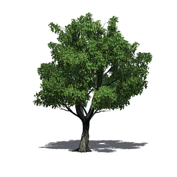 Katta Beyaz Arka Plan Üzerinde Izole Gölge Ağacıyla Katsura — Stok fotoğraf