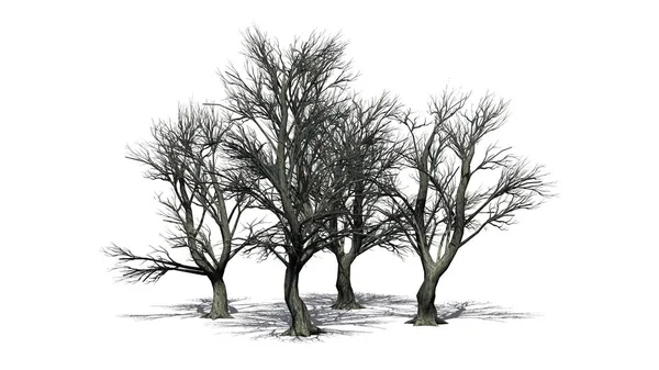 Několik Různých Katsura Stromy Zimě Stín Podlaze Izolované Bílém Pozadí — Stock fotografie