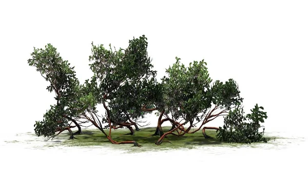 绿叶曼扎尼塔灌木在一个绿色区域 查出在白色背景 — 图库照片