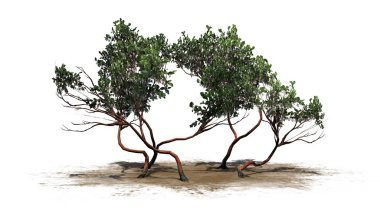 Greenleaf Manzanita shrubs on a sand area - isolated on white background clipart