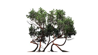 birkaç farklı Greenleaf Manzanita çalılar - beyaz arka plan üzerinde izole
