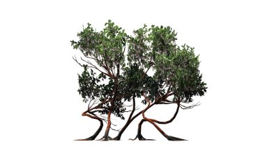 several different Greenleaf Manzanita shrubs - isolated on white background clipart