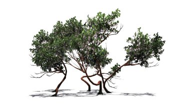 Greenleaf Manzanita shrub with shadow on the floor - isolated on white background clipart