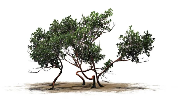 绿叶曼扎尼塔灌木在一个沙子区域 查出在白色背景 — 图库照片