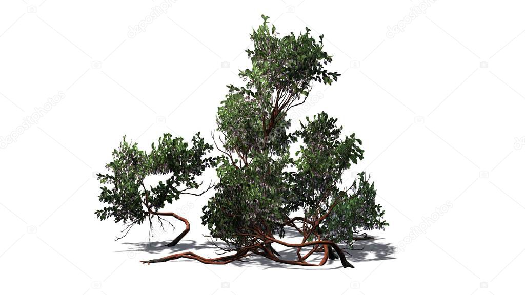 Greenleaf Manzanita shrub with shadow on the floor - isolated on white background