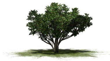 Beyaz arka plan üzerinde ayrılmış bir yeşil alan üzerinde-tek ortak alıç