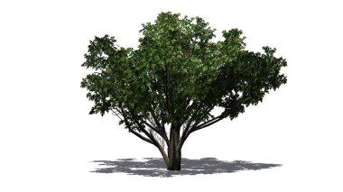 Yerdeki beyaz arka plan üzerinde ayrılmış - gölgeli tek ortak alıç