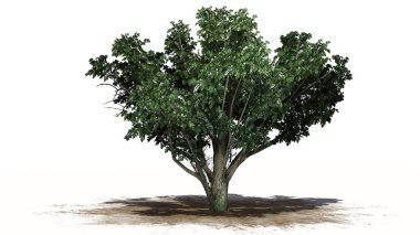 Beyaz arka plan üzerinde ayrılmış bir kum alanında - çiçekleri ile ortak alıç