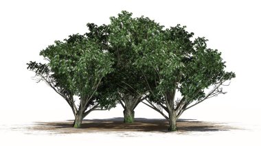 Beyaz arka plan üzerinde ayrılmış bir kum alanında - çiçekleri ile ortak alıç küme